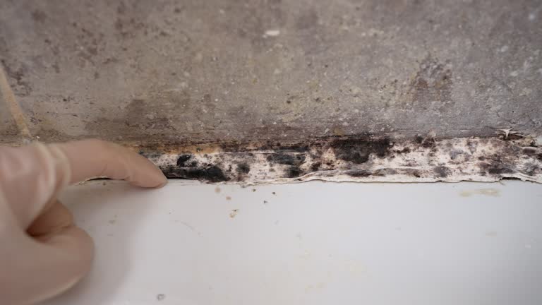 Environmental Consulting for Mold Prevention in Pelican Bay, FL